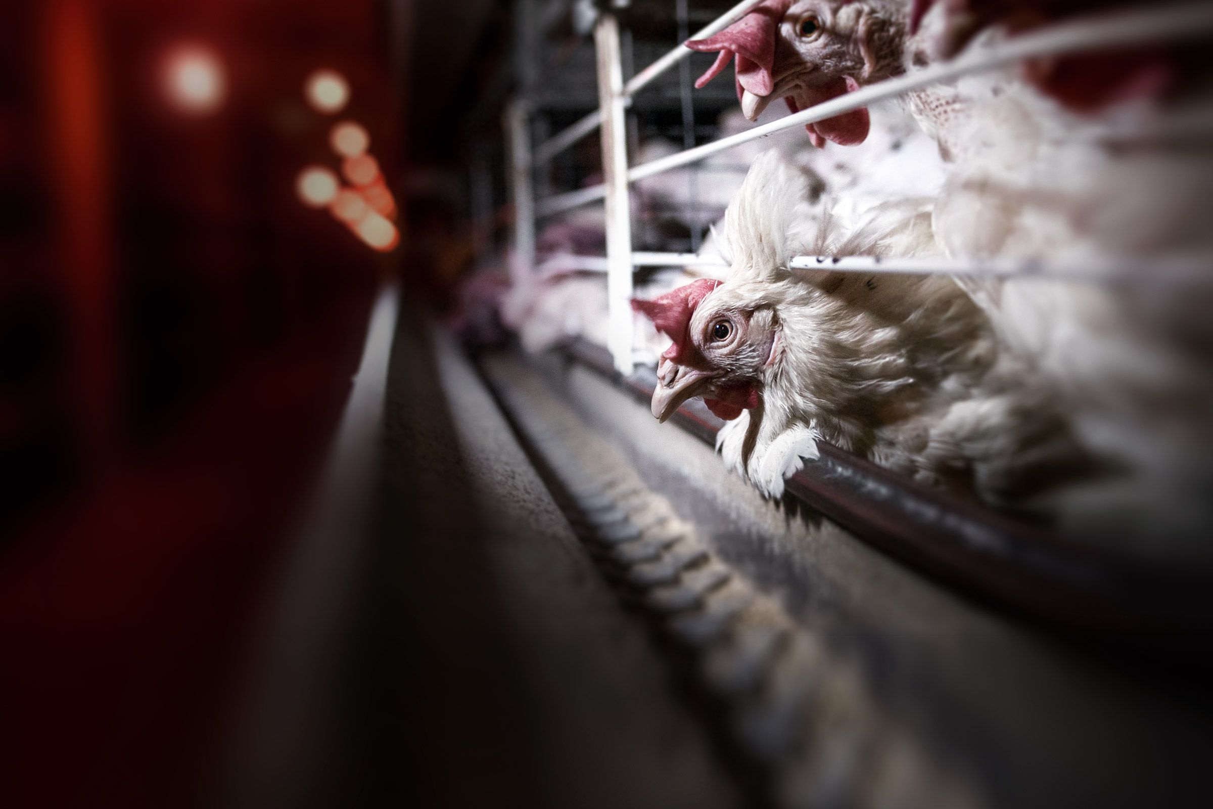 White caged hen