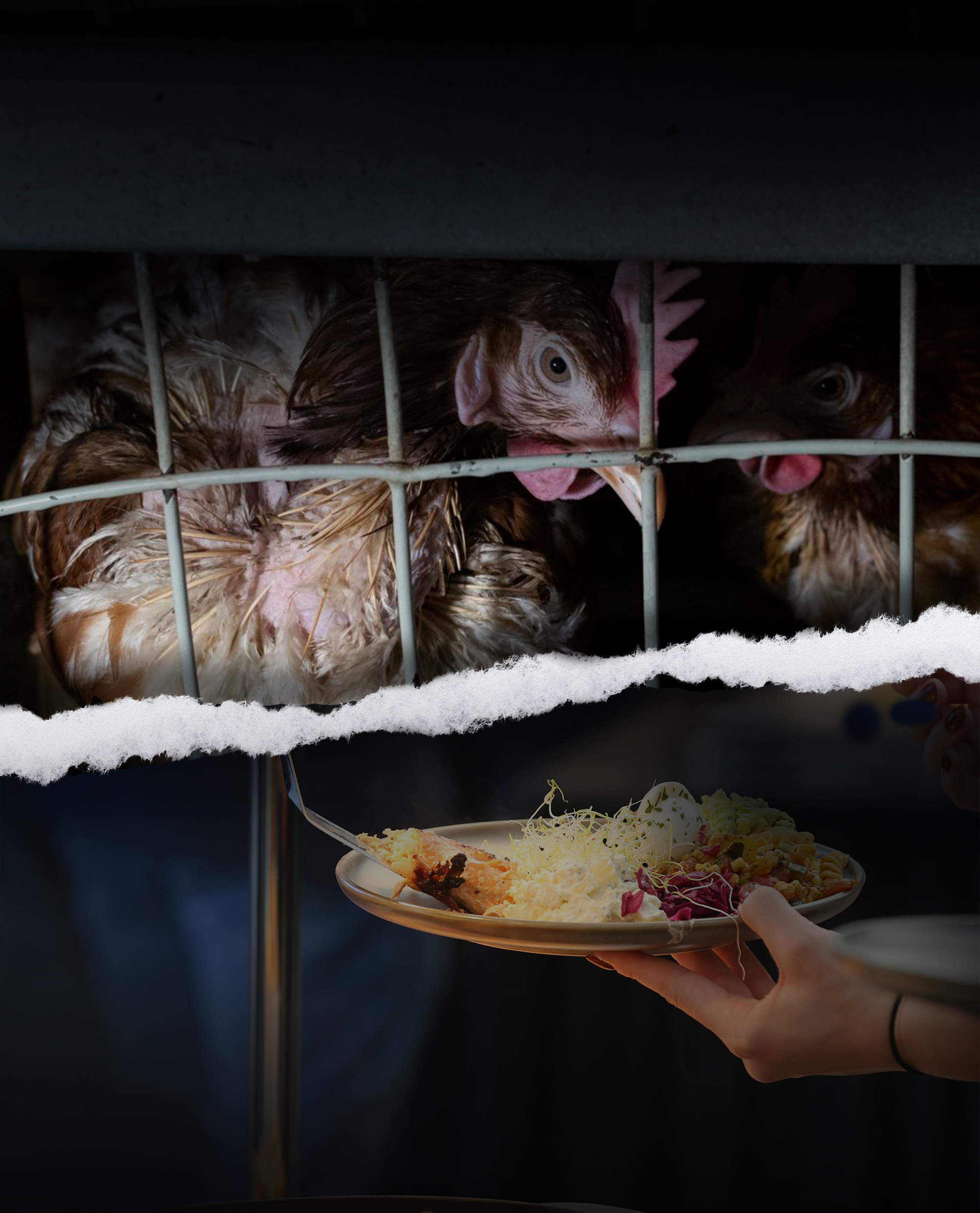 A brown hen looks out from a cage, contrasted with a photo of a plate of food in someone's hand. 