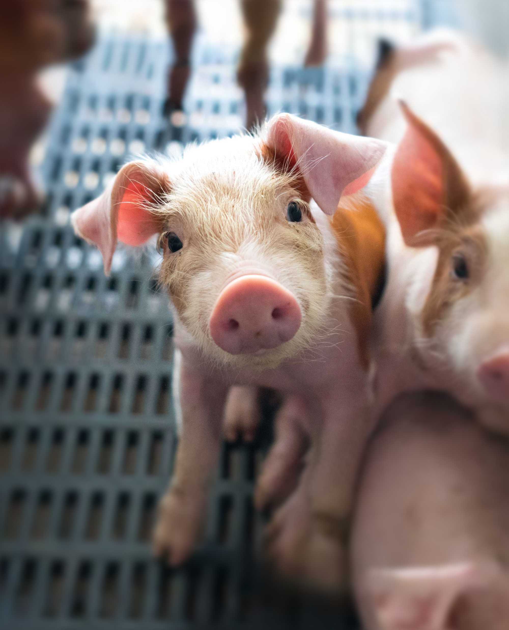Piglets born into the factory farming system are denied everything natural and meaningful throughout their short lives. You can change the lives of animals like her.