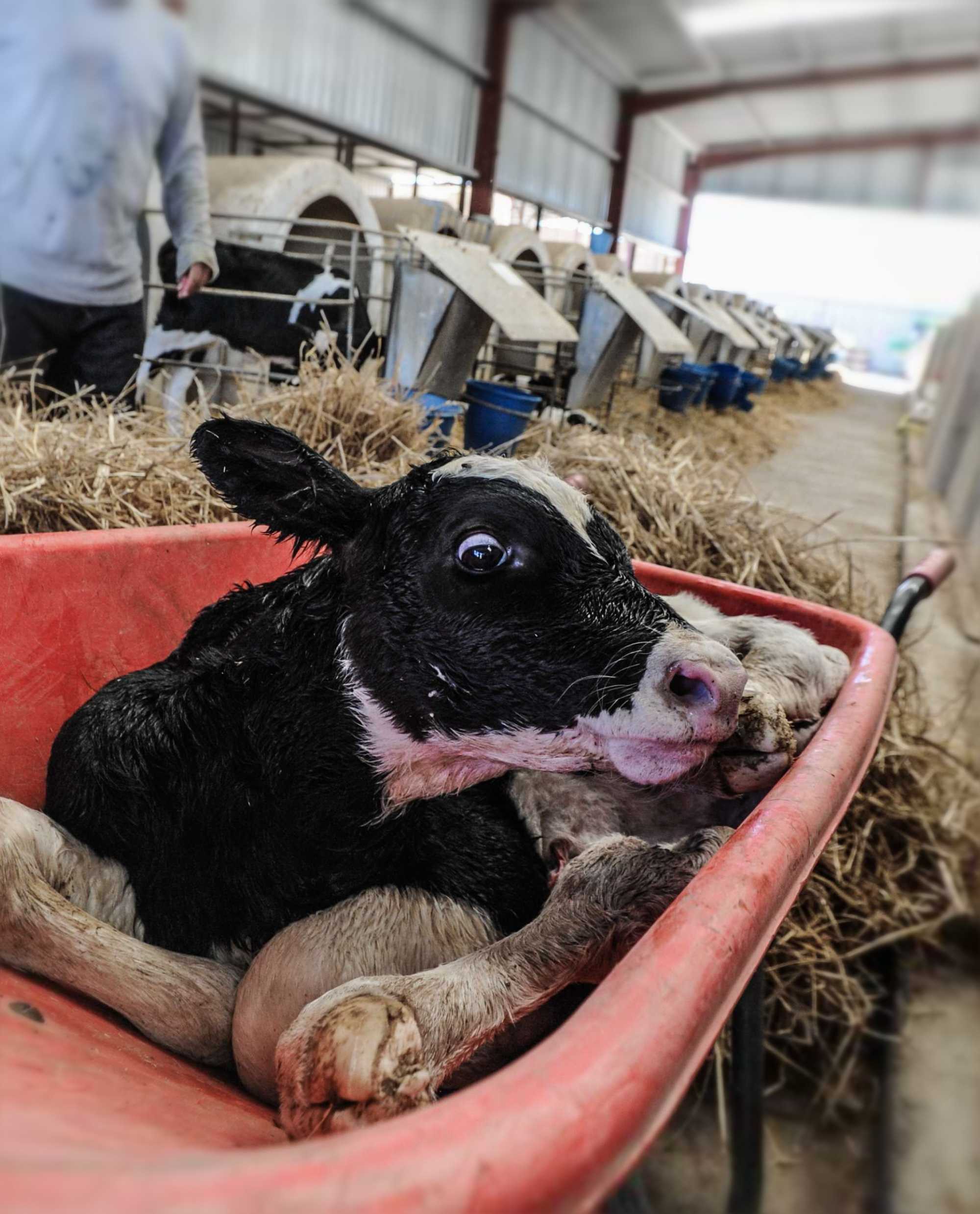 A distressed newborn dairy calf is torn from his mother to spend his short life alone and confined to a veal crate. Separating babies from their moms is standard practice on factory farms.