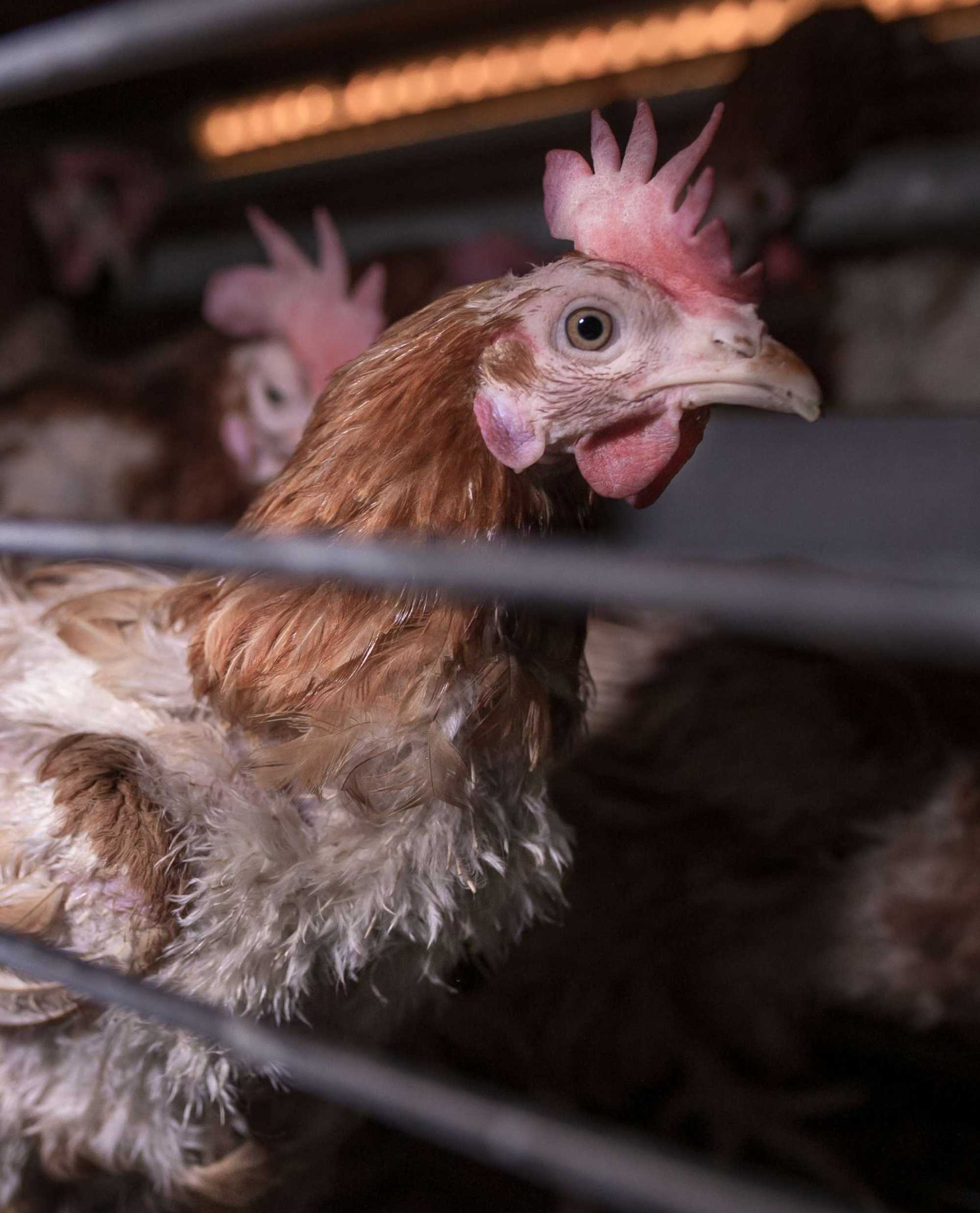 In the egg industry practice of “forced molting,” hens like her will be deprived of food and water for up to 2 weeks. 