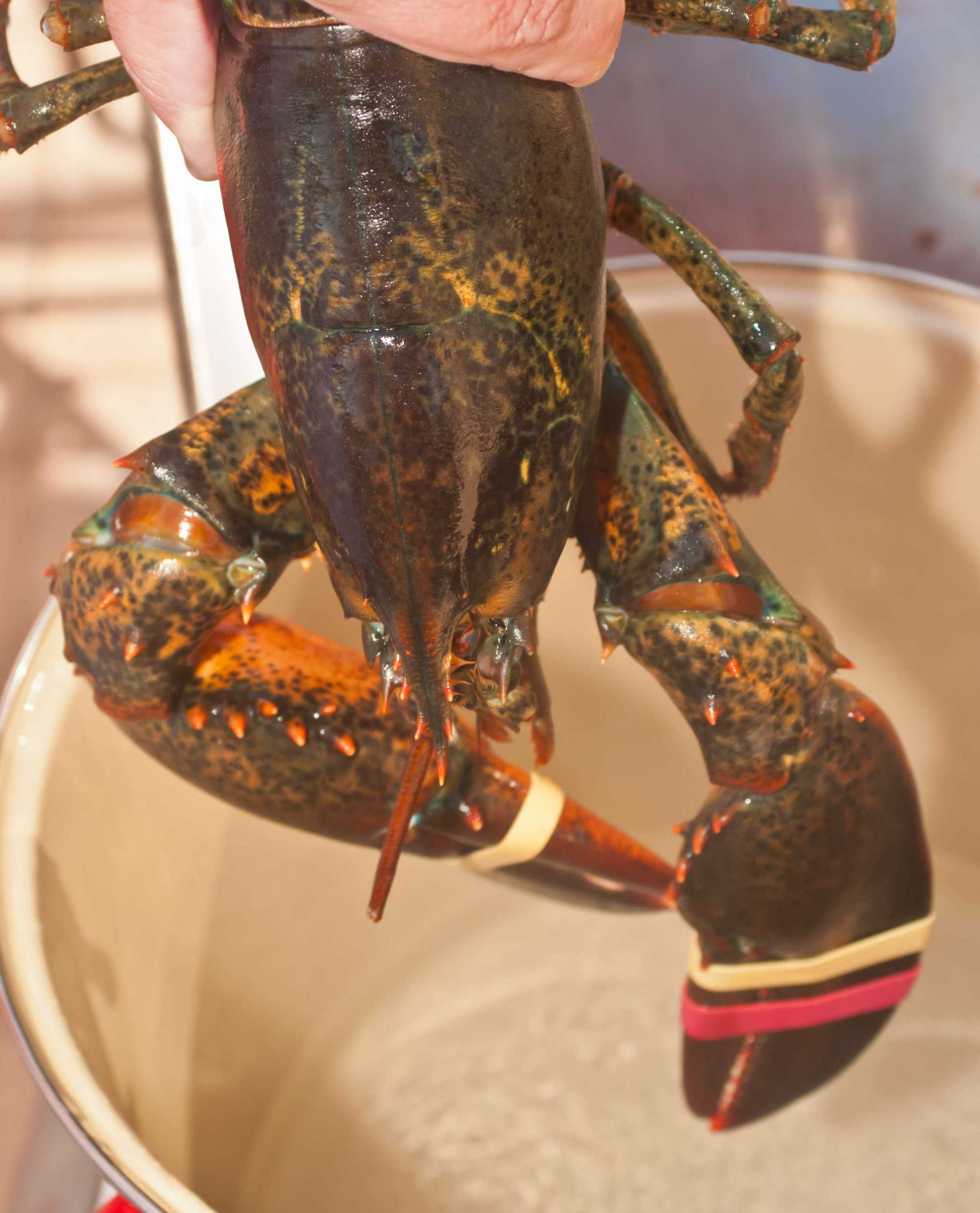 Top-down view of a live lobster held over a put of boiling water. 