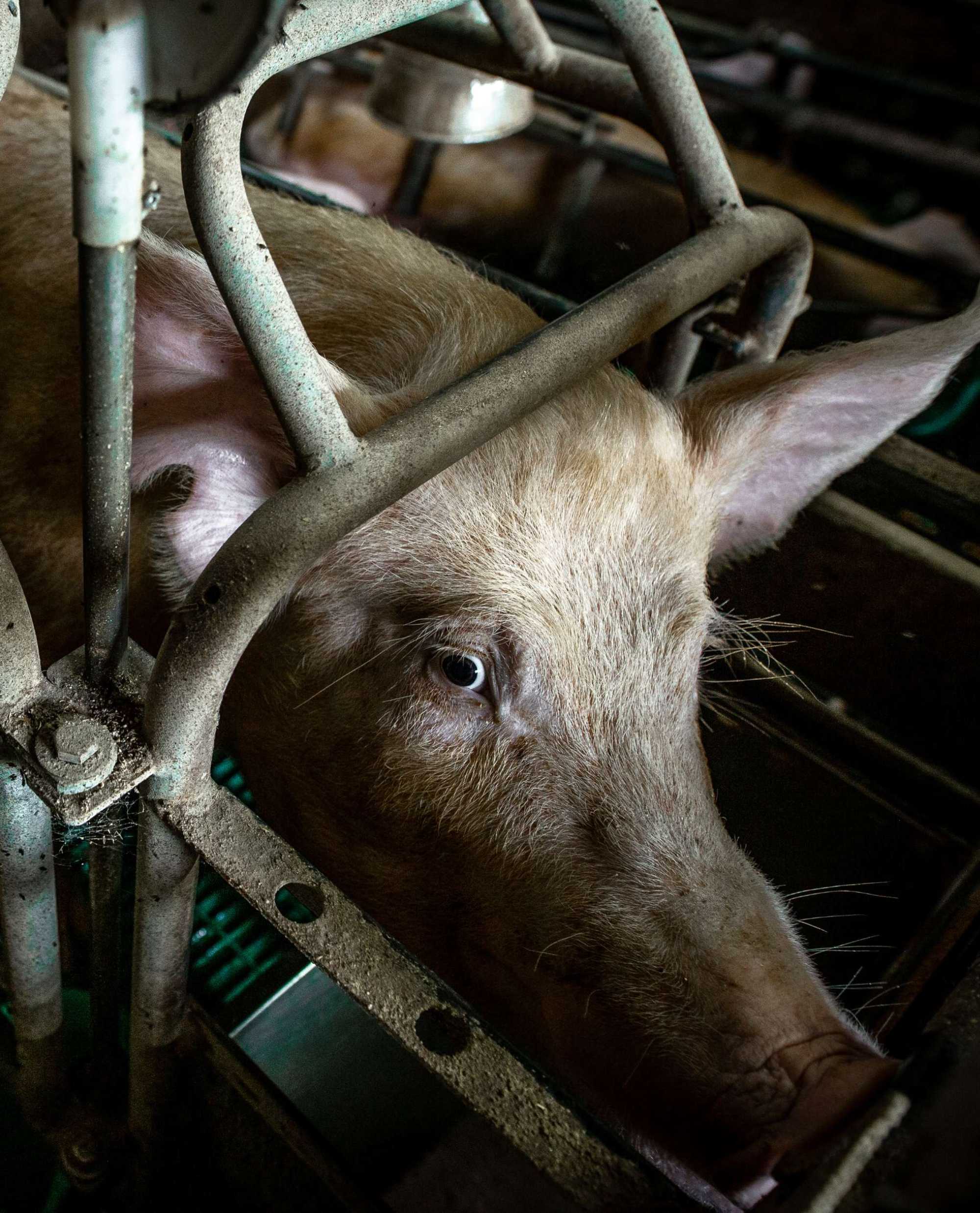 A mother pig in a gestation crate.