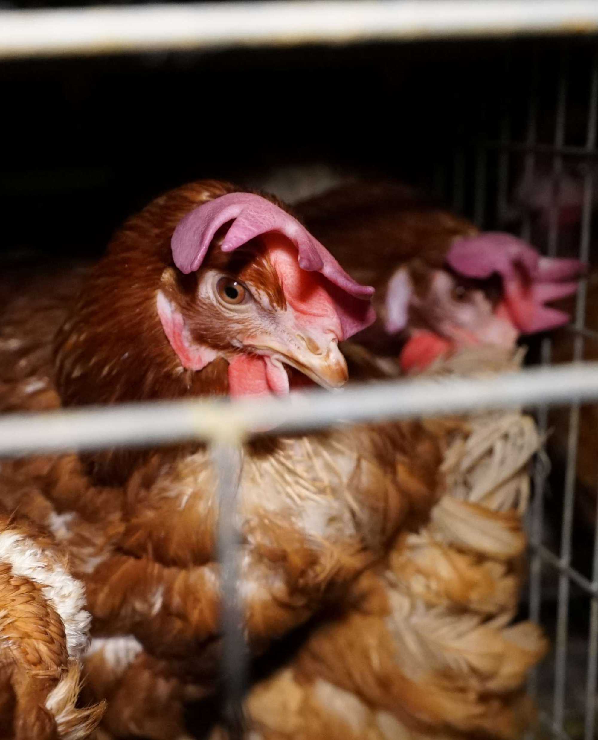 A brown hen in a crowded cage.