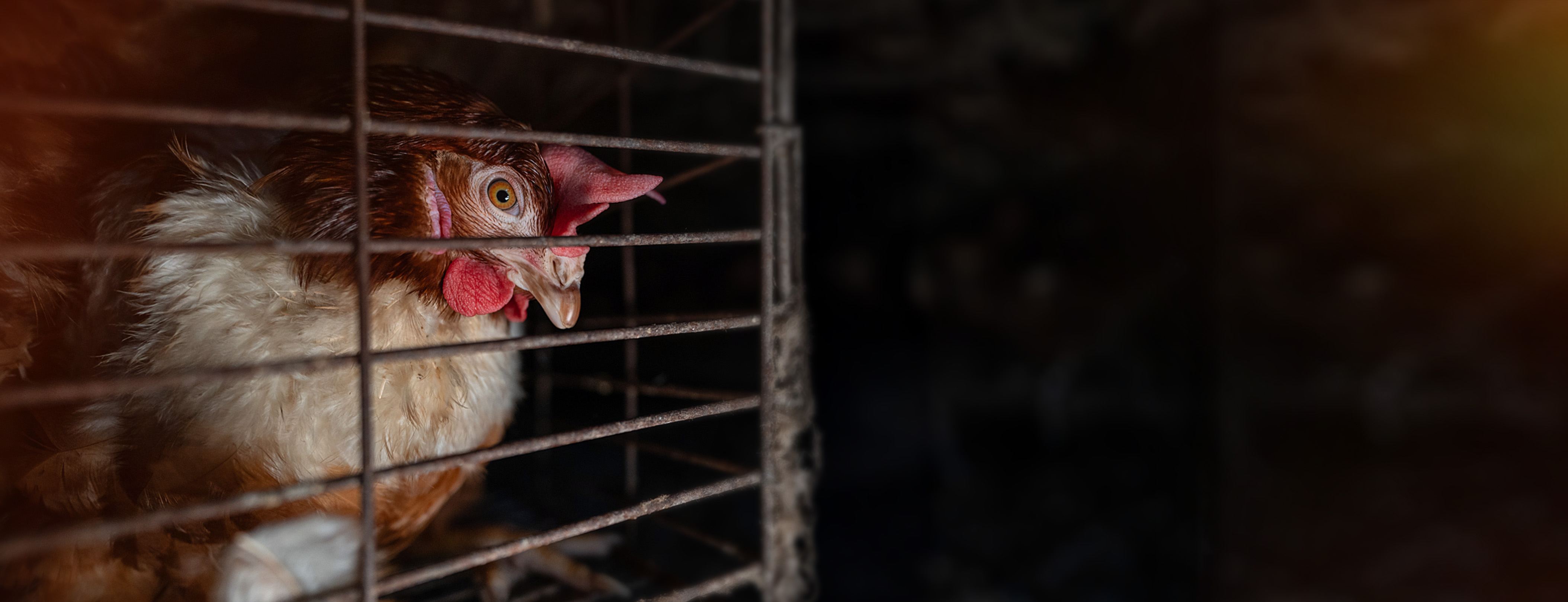 A caged brown hen looks towards the camera