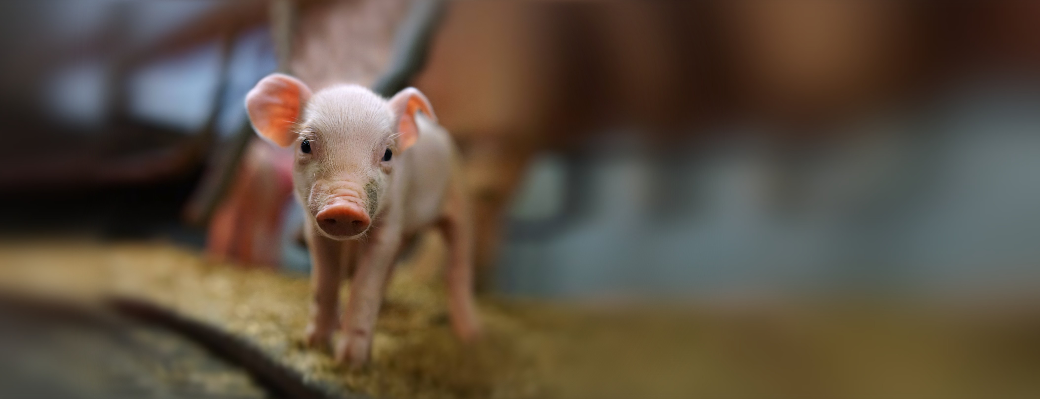 Close-up of piglet with blurred background