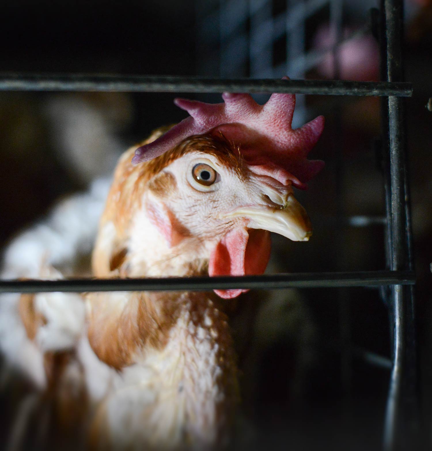 A hen in a cage