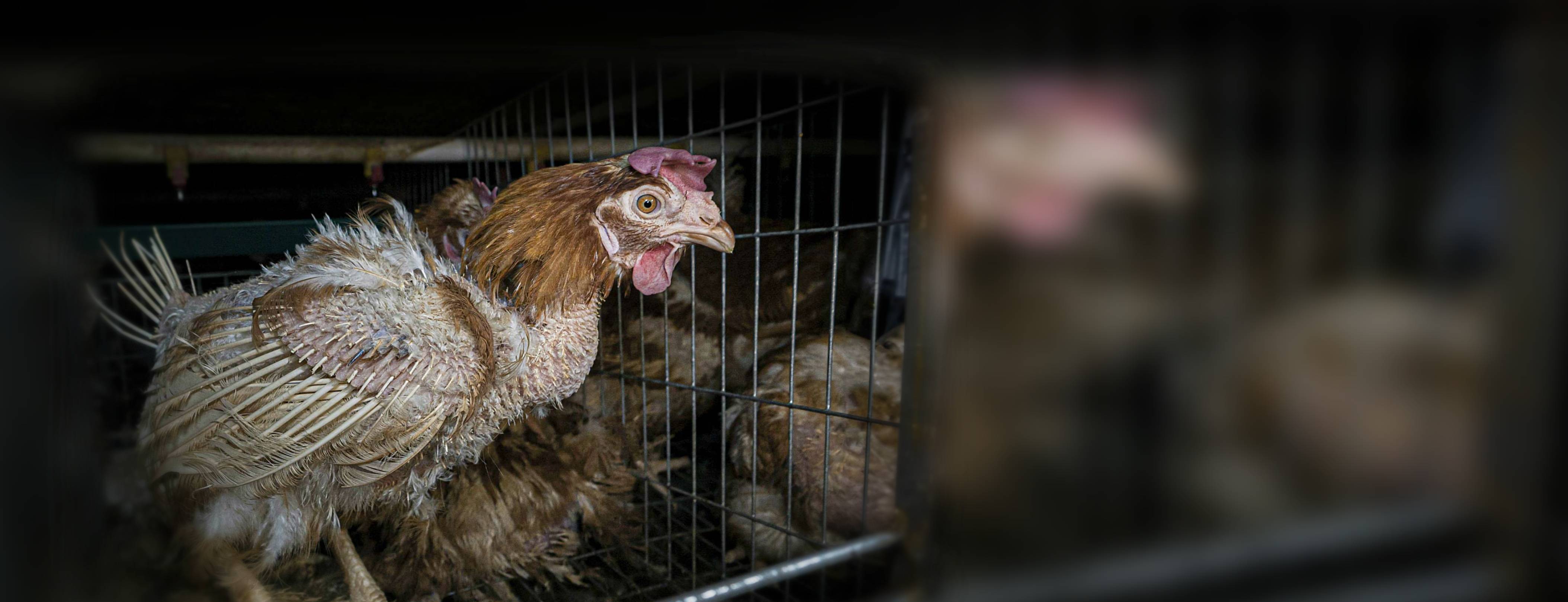 a brown hen, missing most of the feathers on her body, stands inside a battery cage