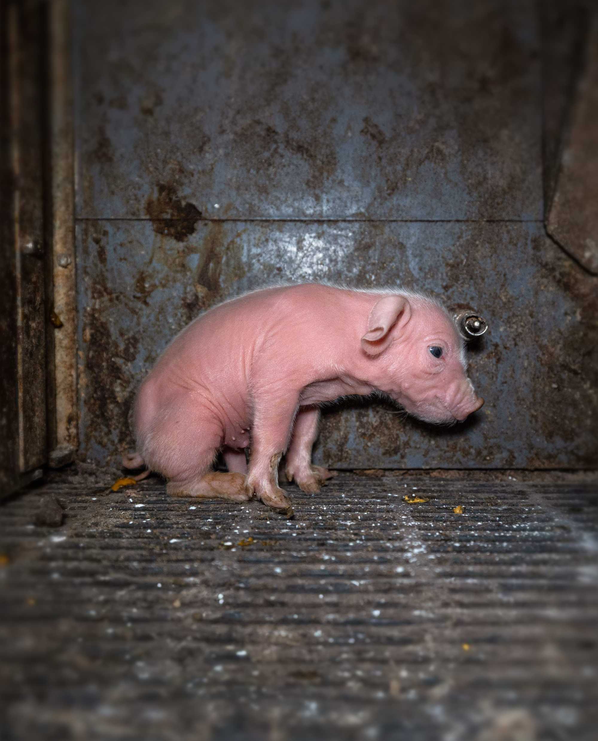 A small piglet stands on a slatted floor, facing screen right. There is a dirty grey wall behind them.