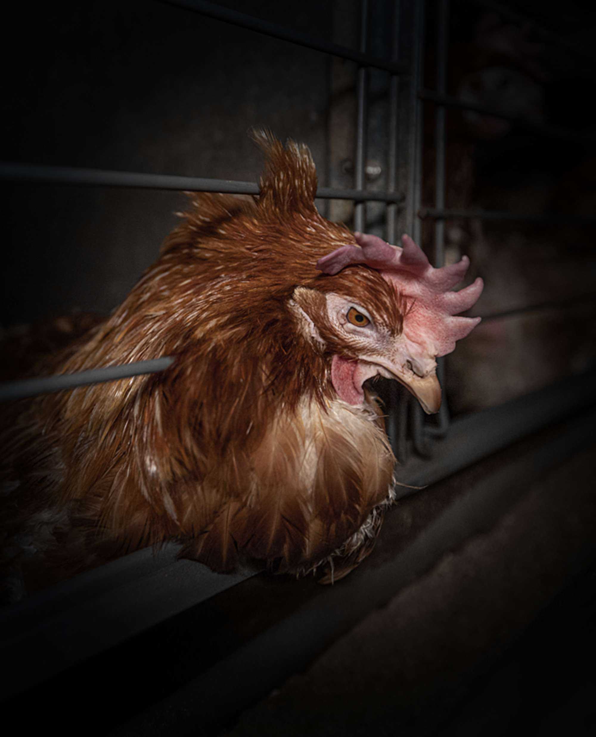 A brown hen looking out from between the metal bars of a dark, cramped cage.
