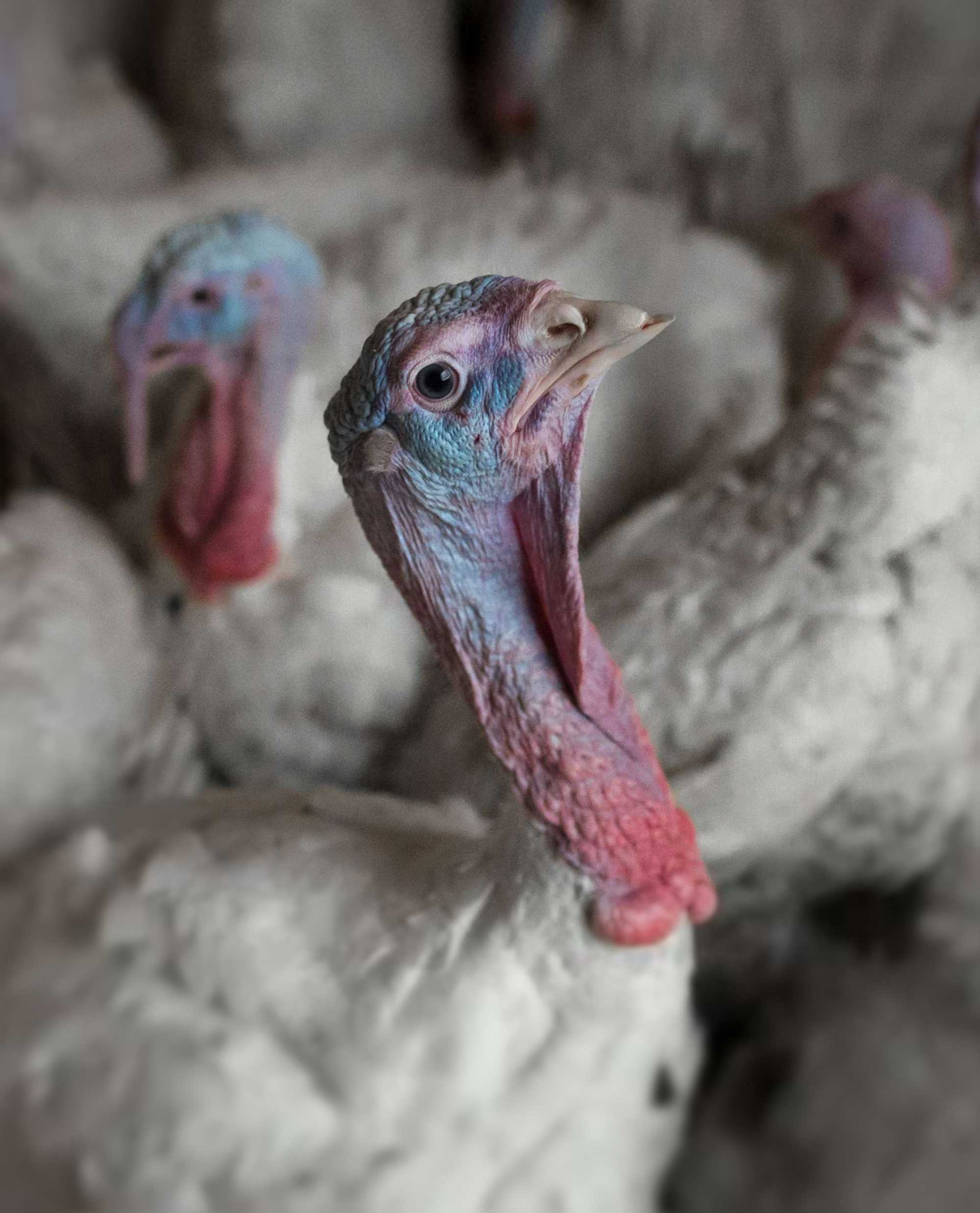 Turkey looking upwards