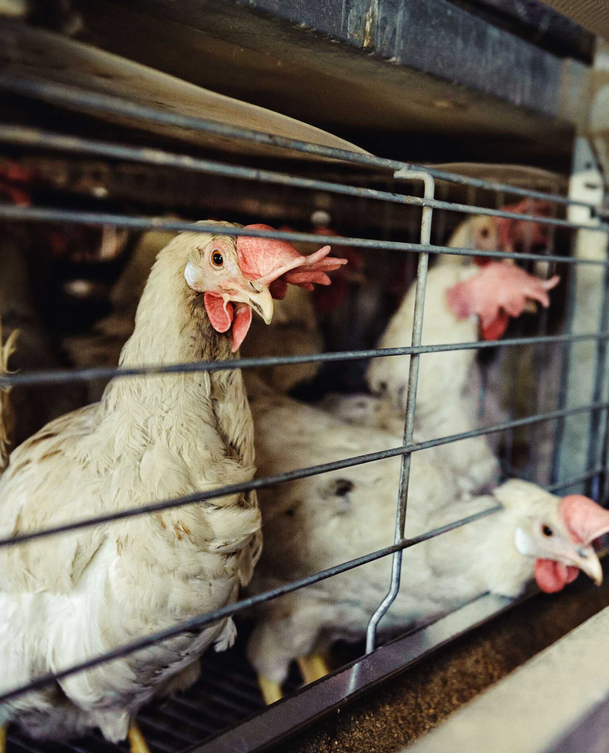White egg-laying hens are crowded together in dusty, grimy metal cages.