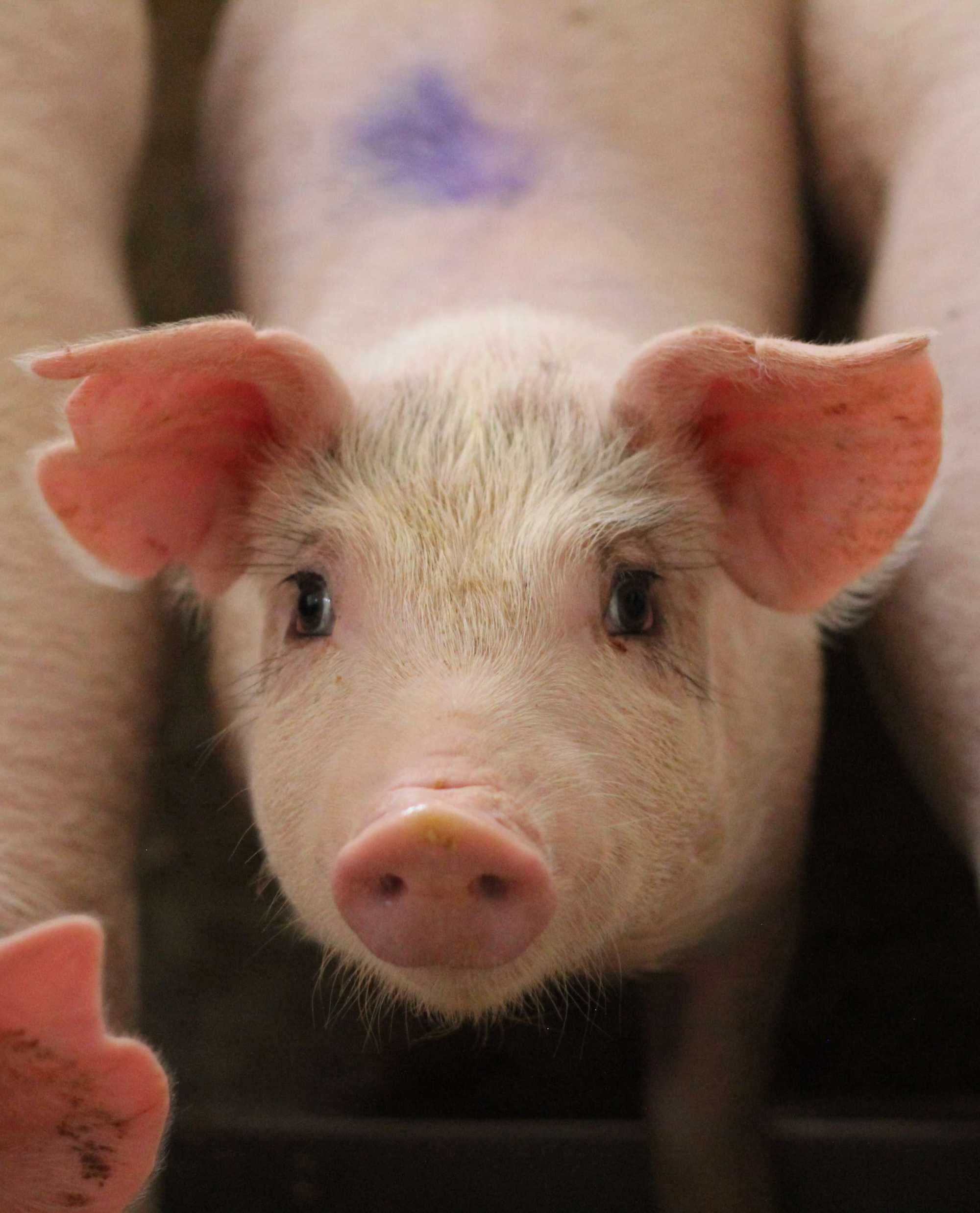 A young, light-colored piglet stands shoulder to shoulder with other piglets, staring straight into the camera with imploring eyes. There is a splotchy purple stain on her back for identification.