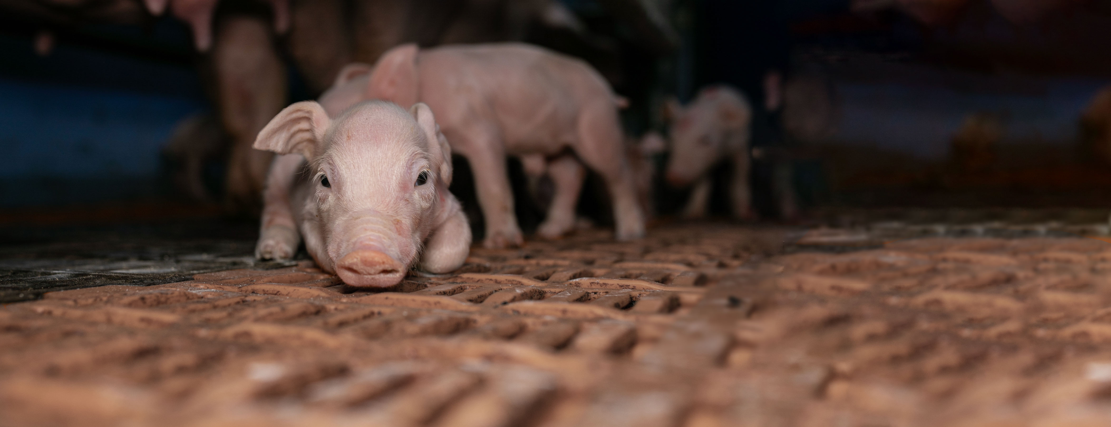 A piglet