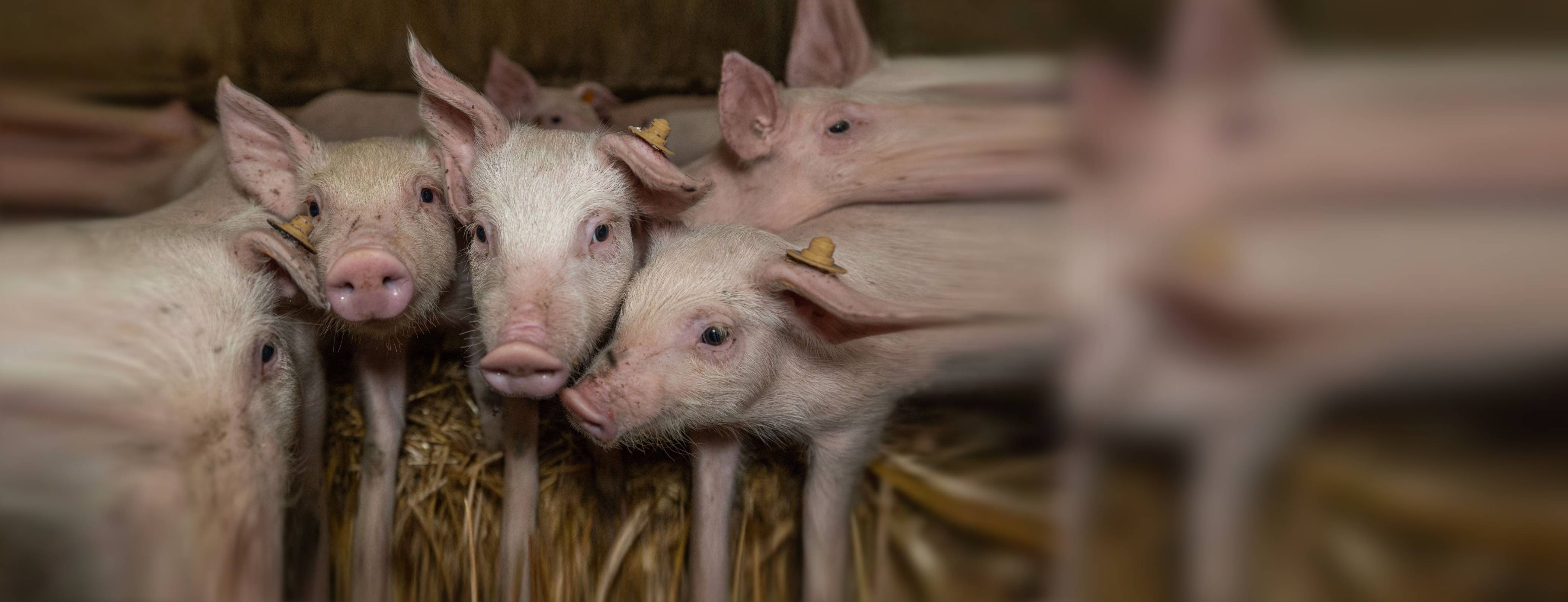 a group of piglets, with ear tags, peer into the camera