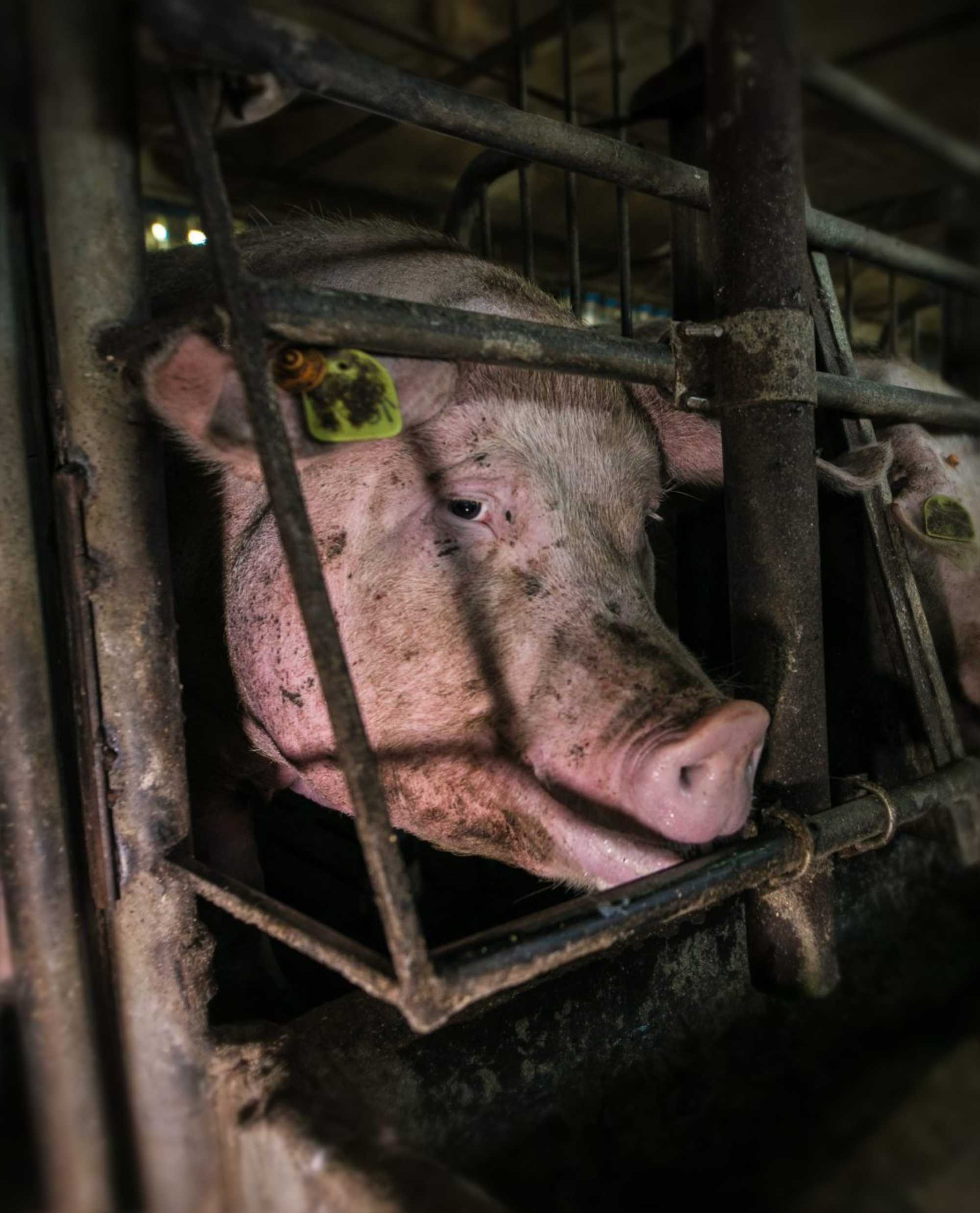 A pregnant mother pig trapped in a cage barely bigger than her own body.