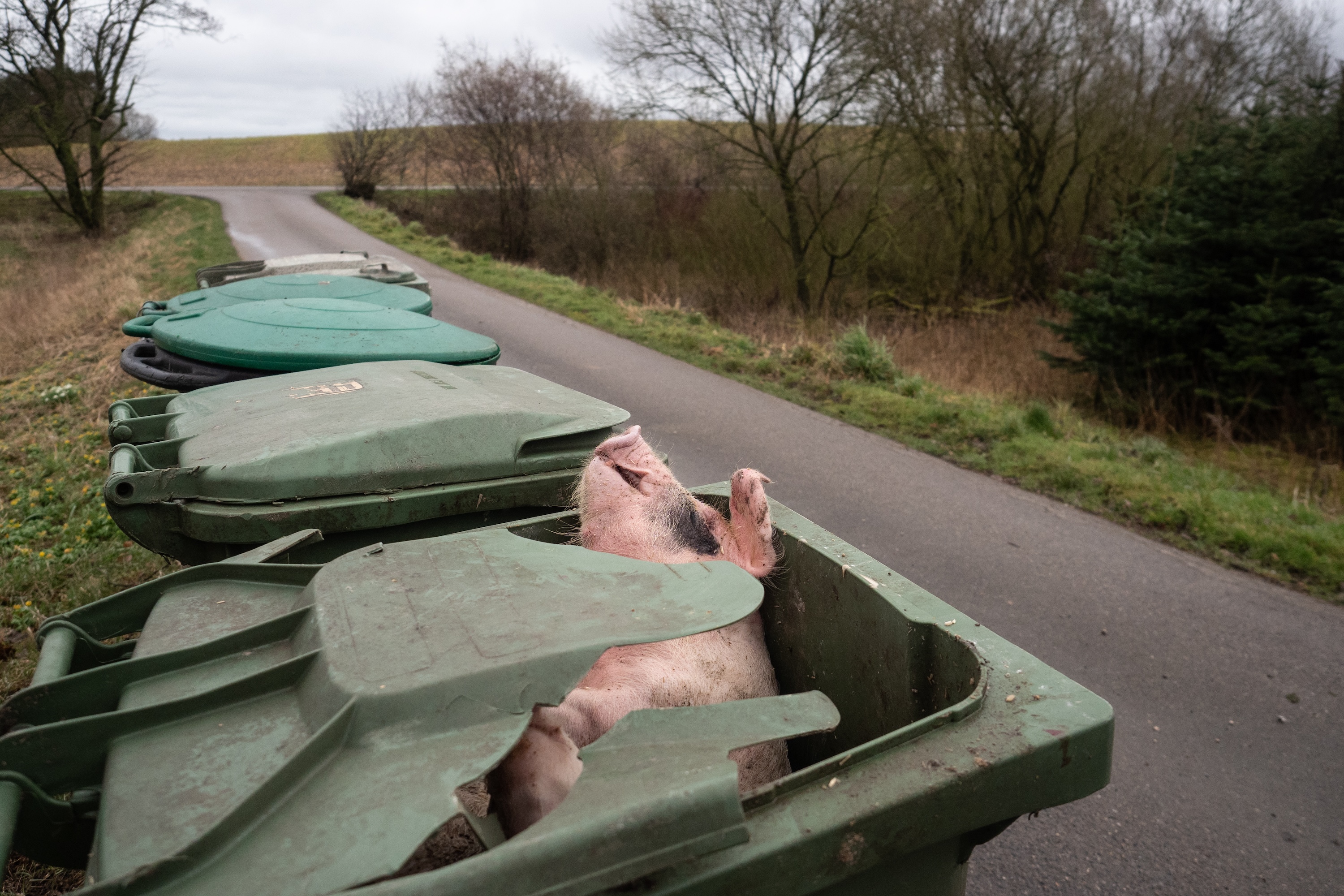 A pig in a trash bin