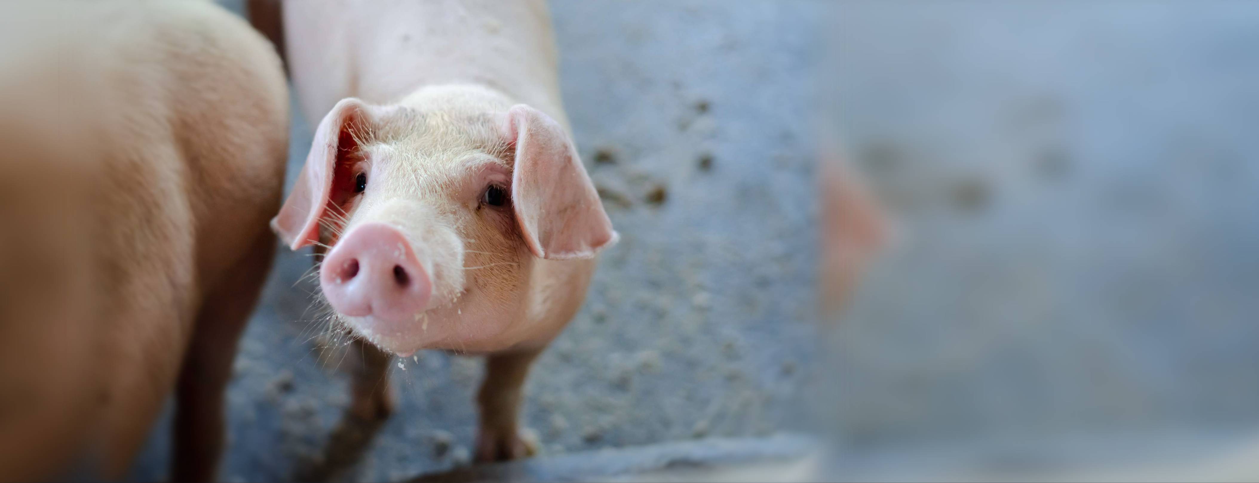 A pig looking up at the camera