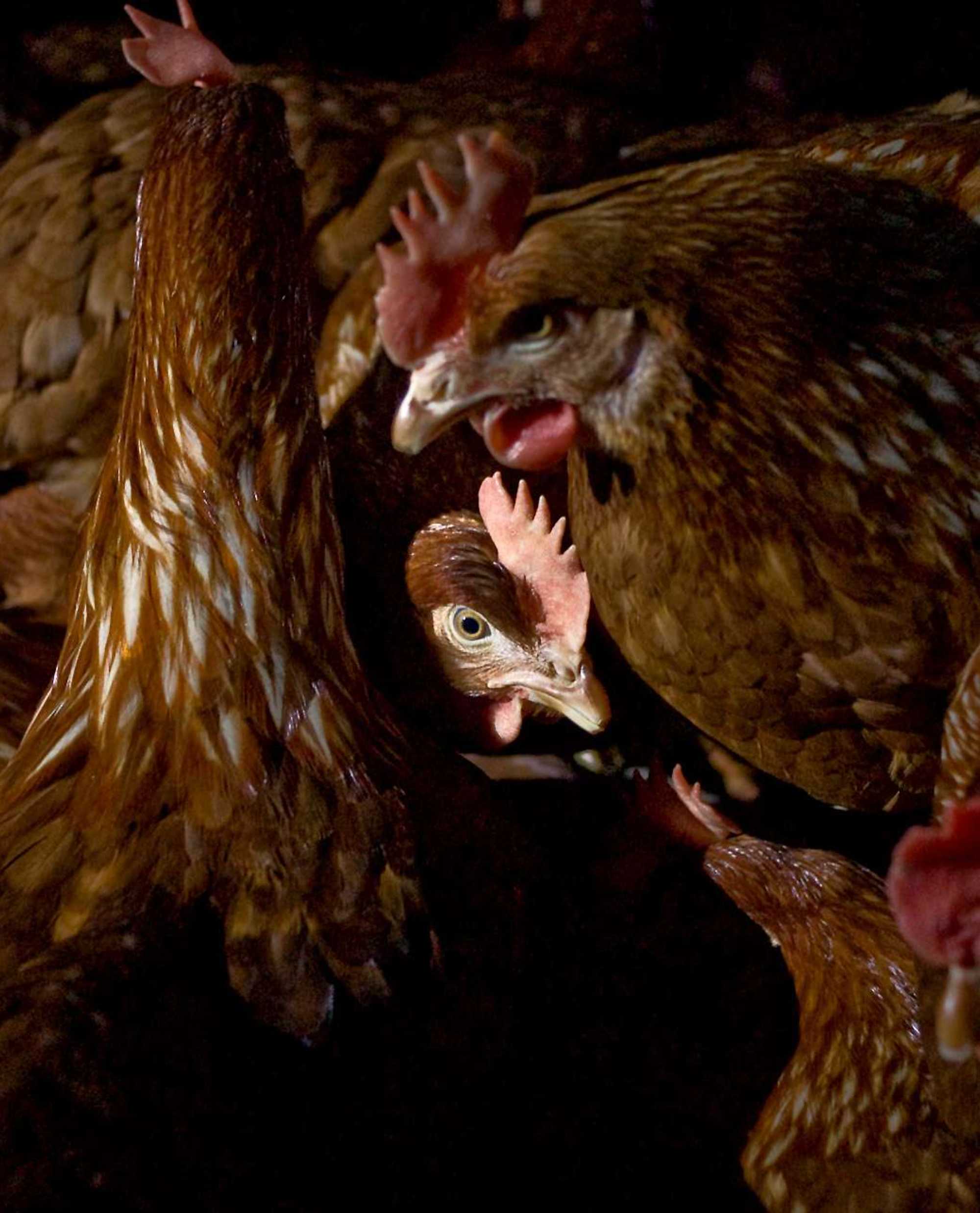 Distressed hens climb over each other.