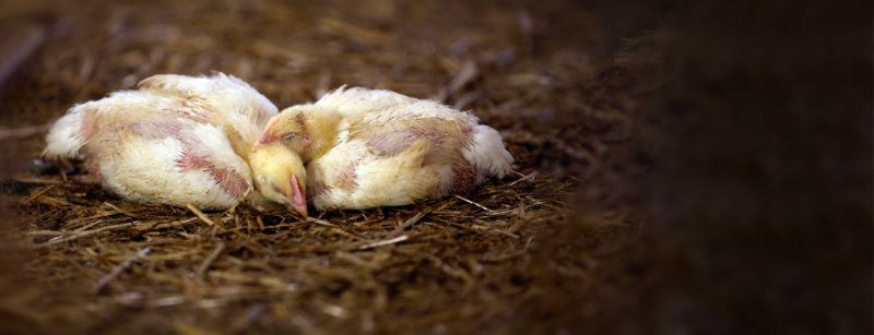 Two chicks, missing some feathers and sleeping on a straw-covered floor