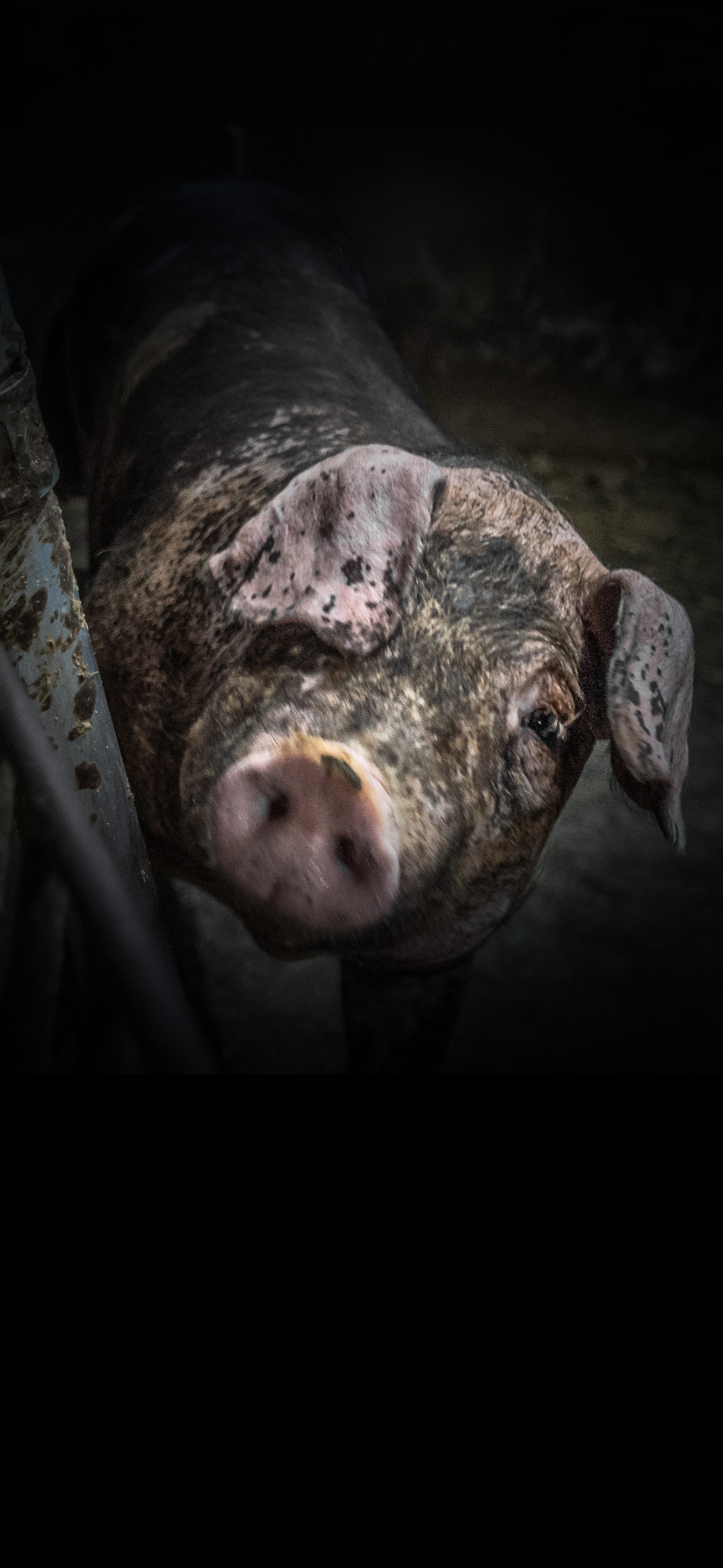 A dirty pig in a factory farm