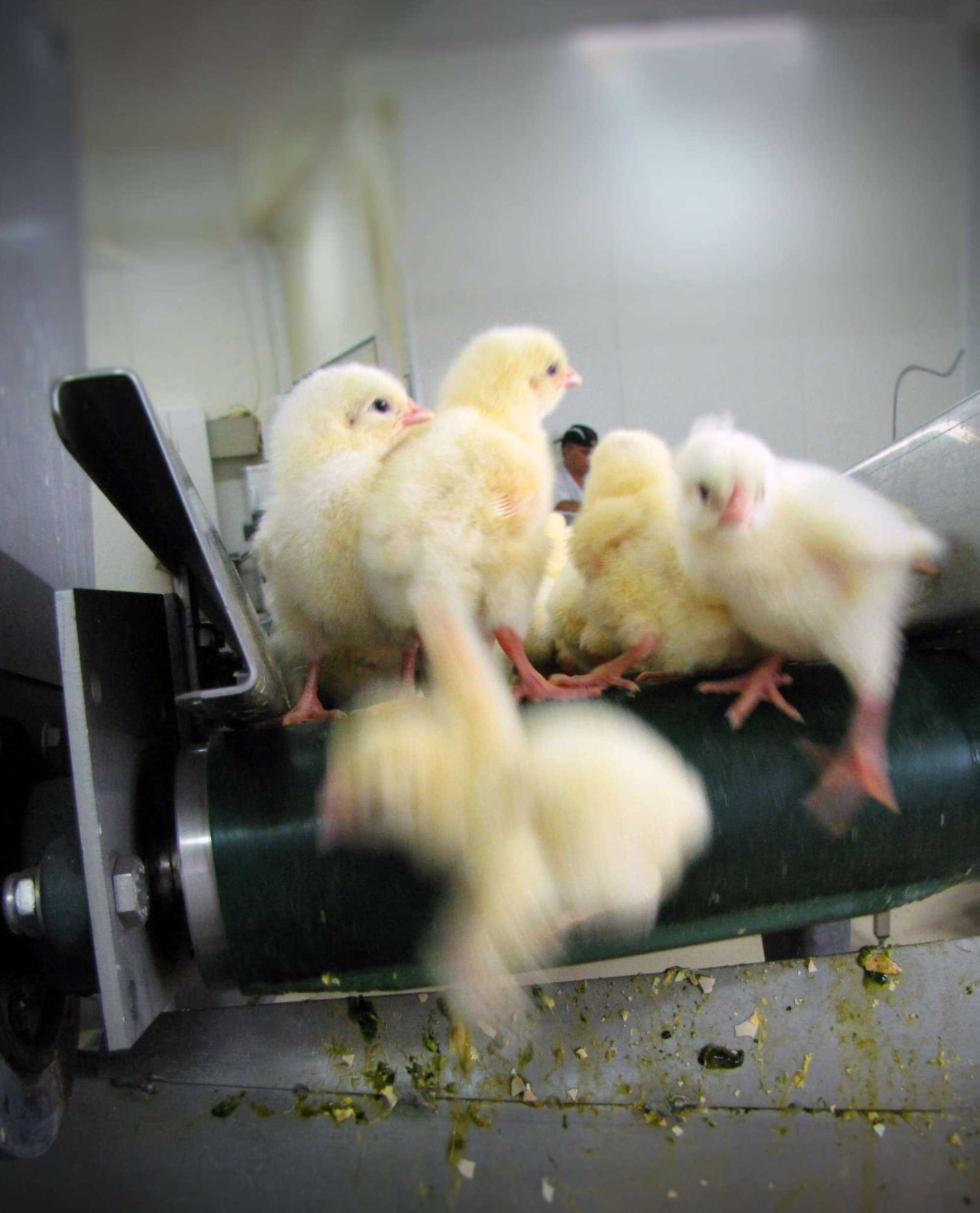 Day-old chicks fall from a conveyor belt moments before being ground up alive in an industrial “macerator.”