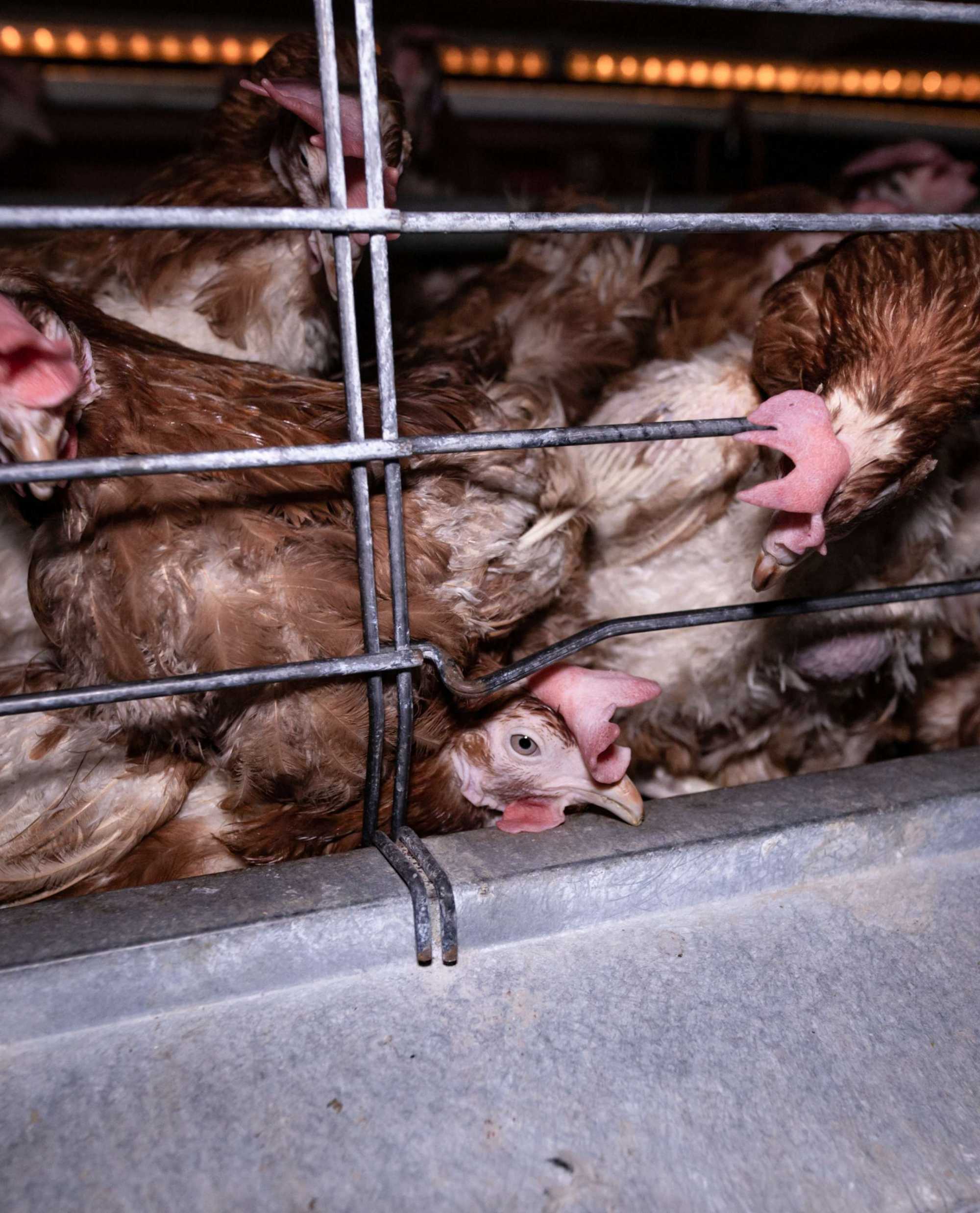 Visibly distressed hens try to find footing in a crowded metal cage. At the bottom center, one hen is stuck beneath their bodies. 