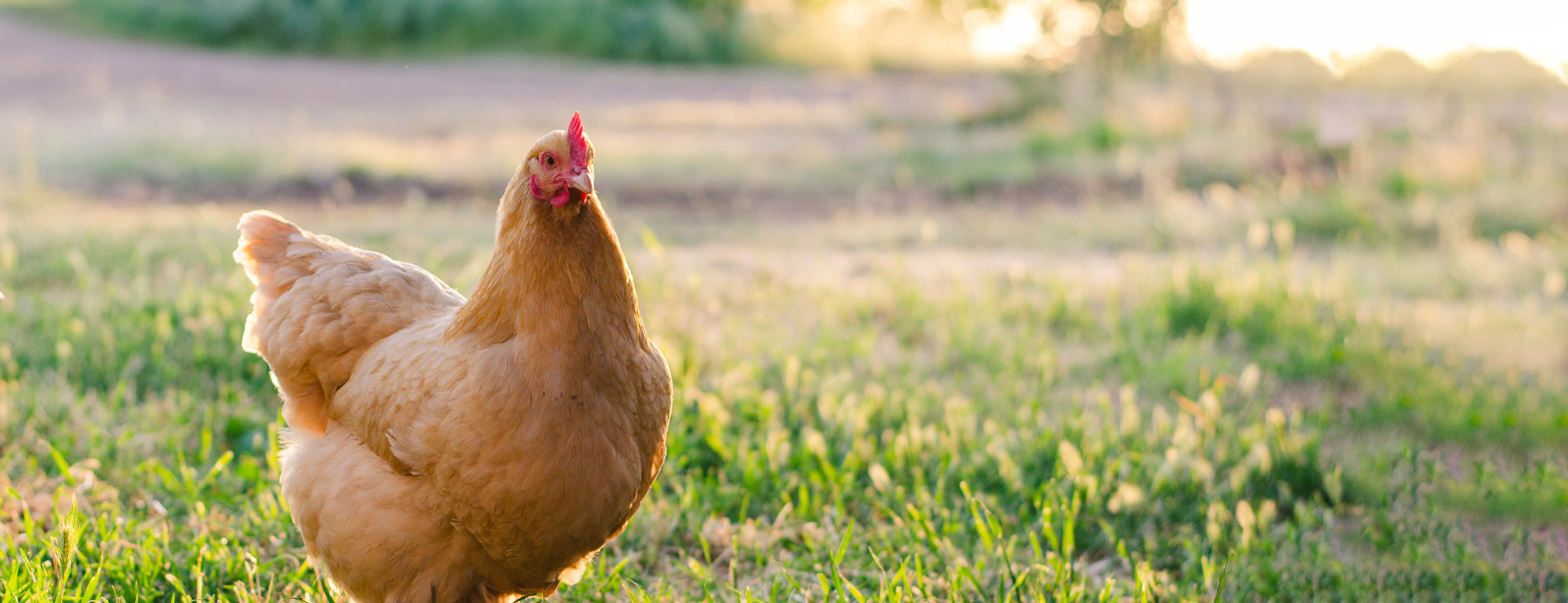 Happy hen in a field